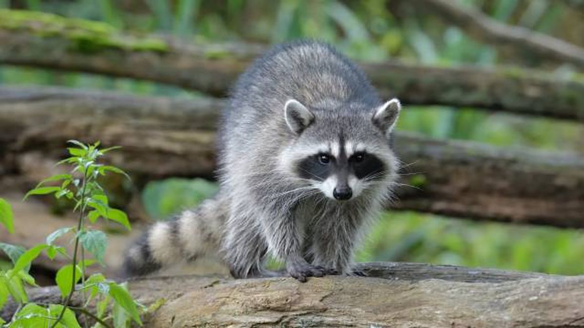 animales que empiezan por M mapache