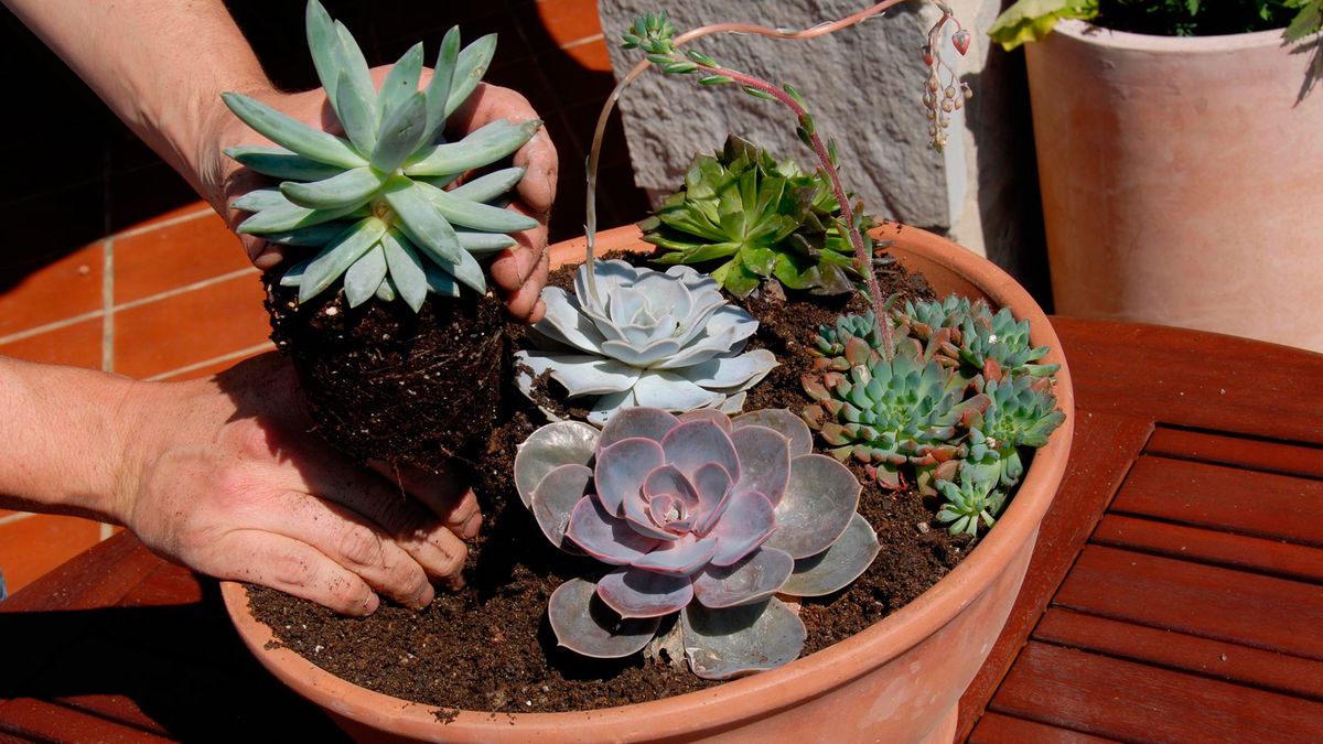 Decogarden 246 composicion plantas crasas macetas 6