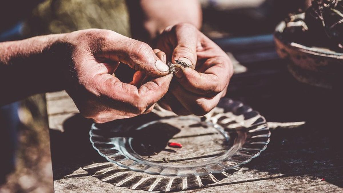 brico 1030 jardin cosecha semillas de cactus