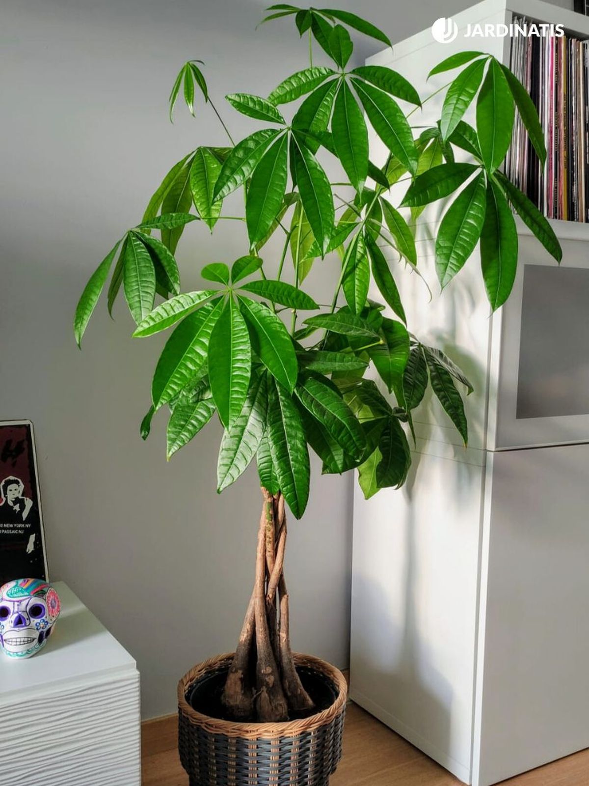 pachira aquatica arbol interior