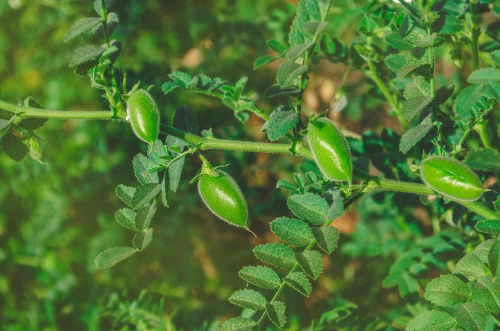 Plantando garbanzos enriquecemos de nitrógeno nuestro suelo para que posteriores cultivos. Plantando garbanzos enriquecemos de nitrógeno nuestro suelo para que posteriores cultivos.
