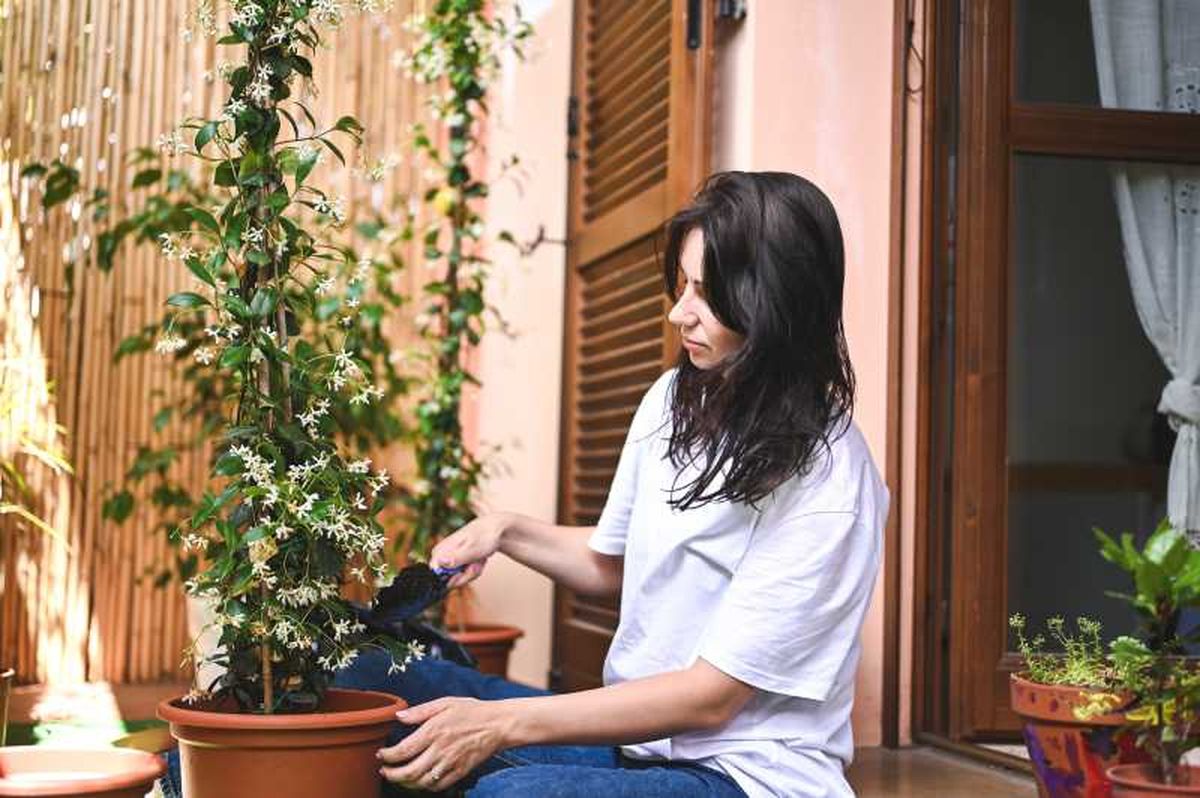Mujer cuidando una maceta con jazmines blancos.