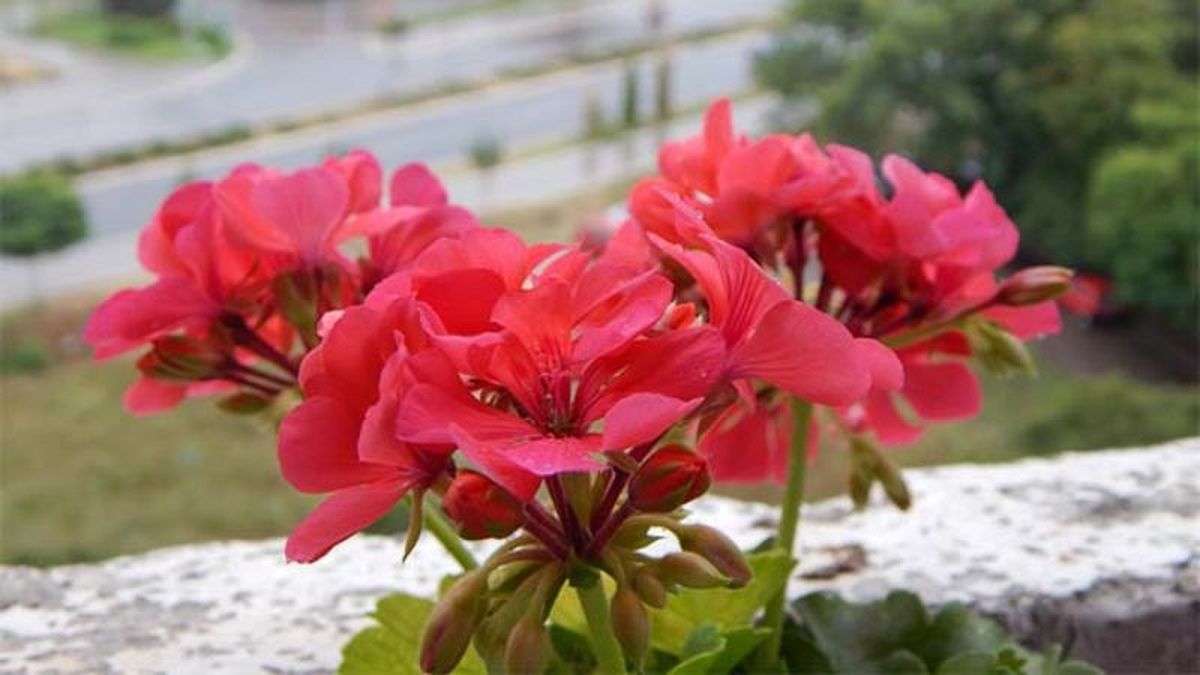 Pelargonium x hortorum
