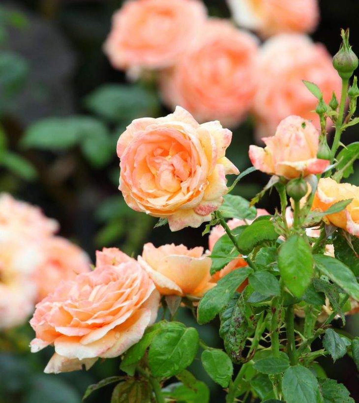 caracteristicas del rosal