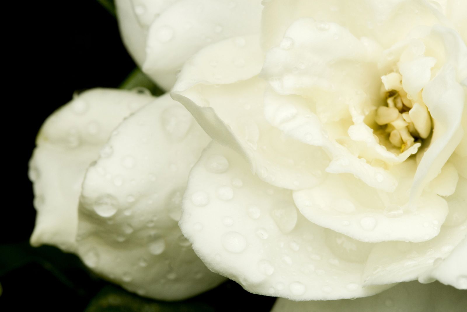 gardenia01