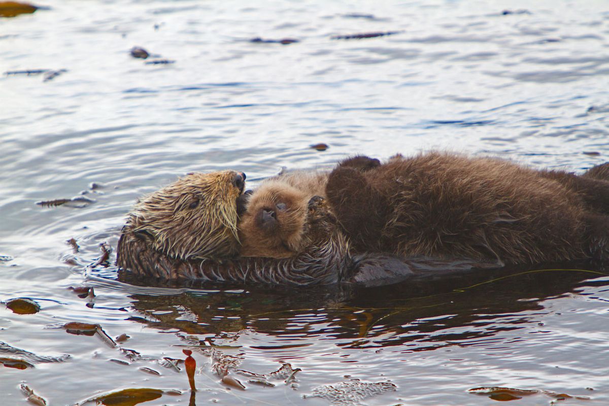 nutria abrazar cria despues de nadar