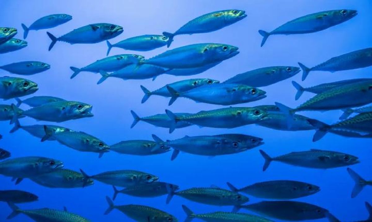 animales que empiezan por x xarda