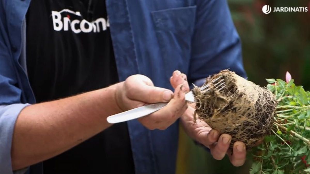 Las raíces que se rompen estimularán el crecimiento de unas nuevas