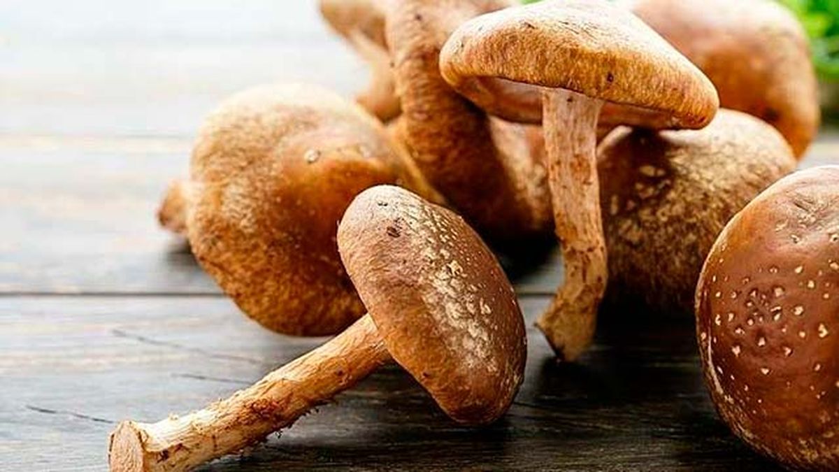 setas comestibles seta china shiitake