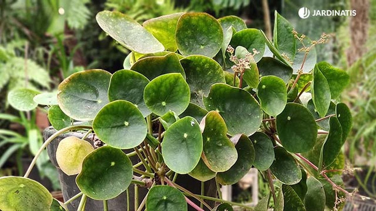 problemas en el cultivo de la pilea peperomioides jardinatis