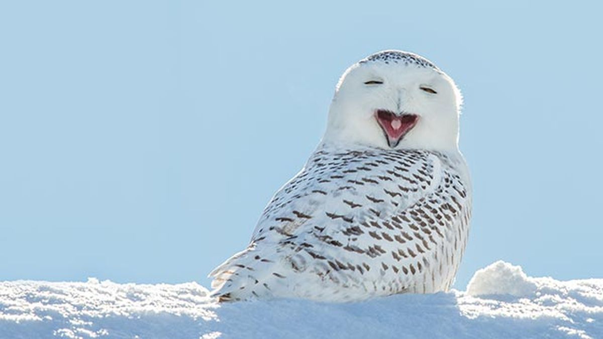 animales felices 6 lechuza