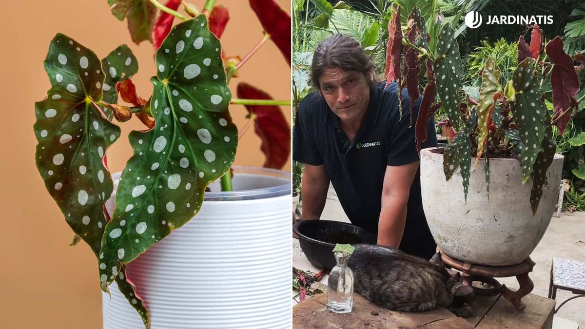 begonia ala de angel begonia maculata xl