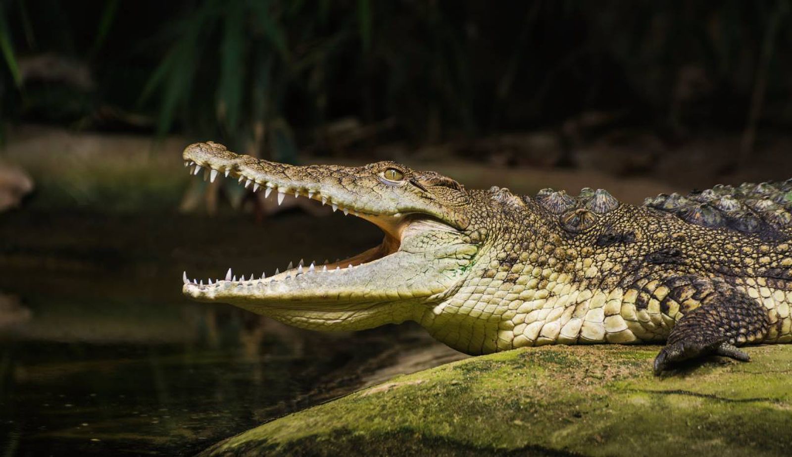 Debido a su naturaleza salvaje e instintiva, los cocodrilos no son animales domesticables.