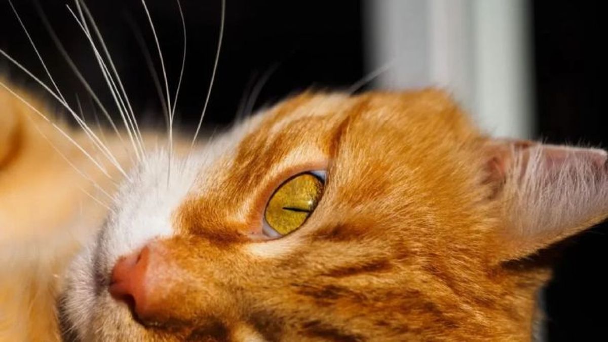 que pasa si le cortas los bigotes a un gato 2