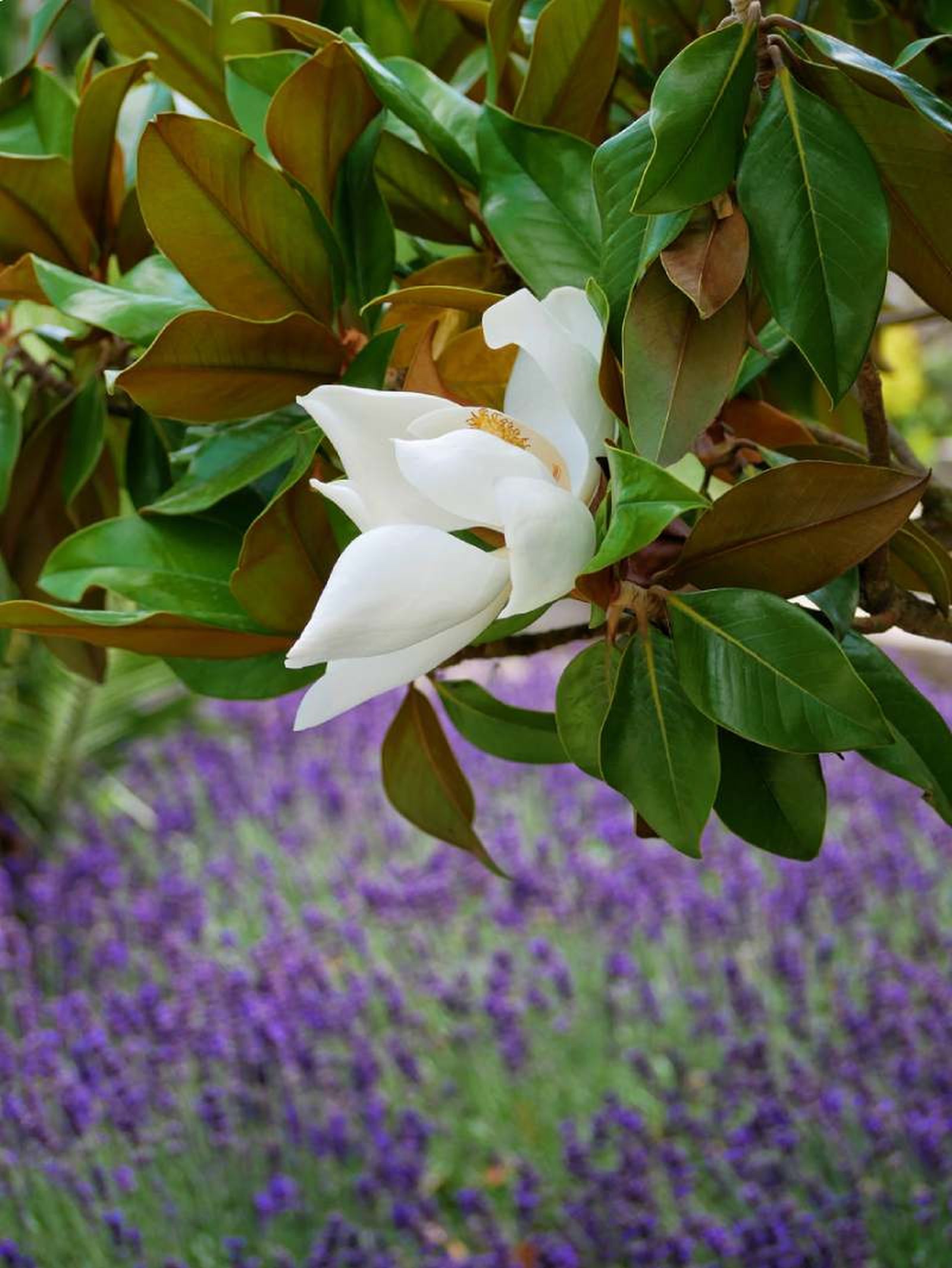 Magnolia grandiflora Magnolia grandiflora