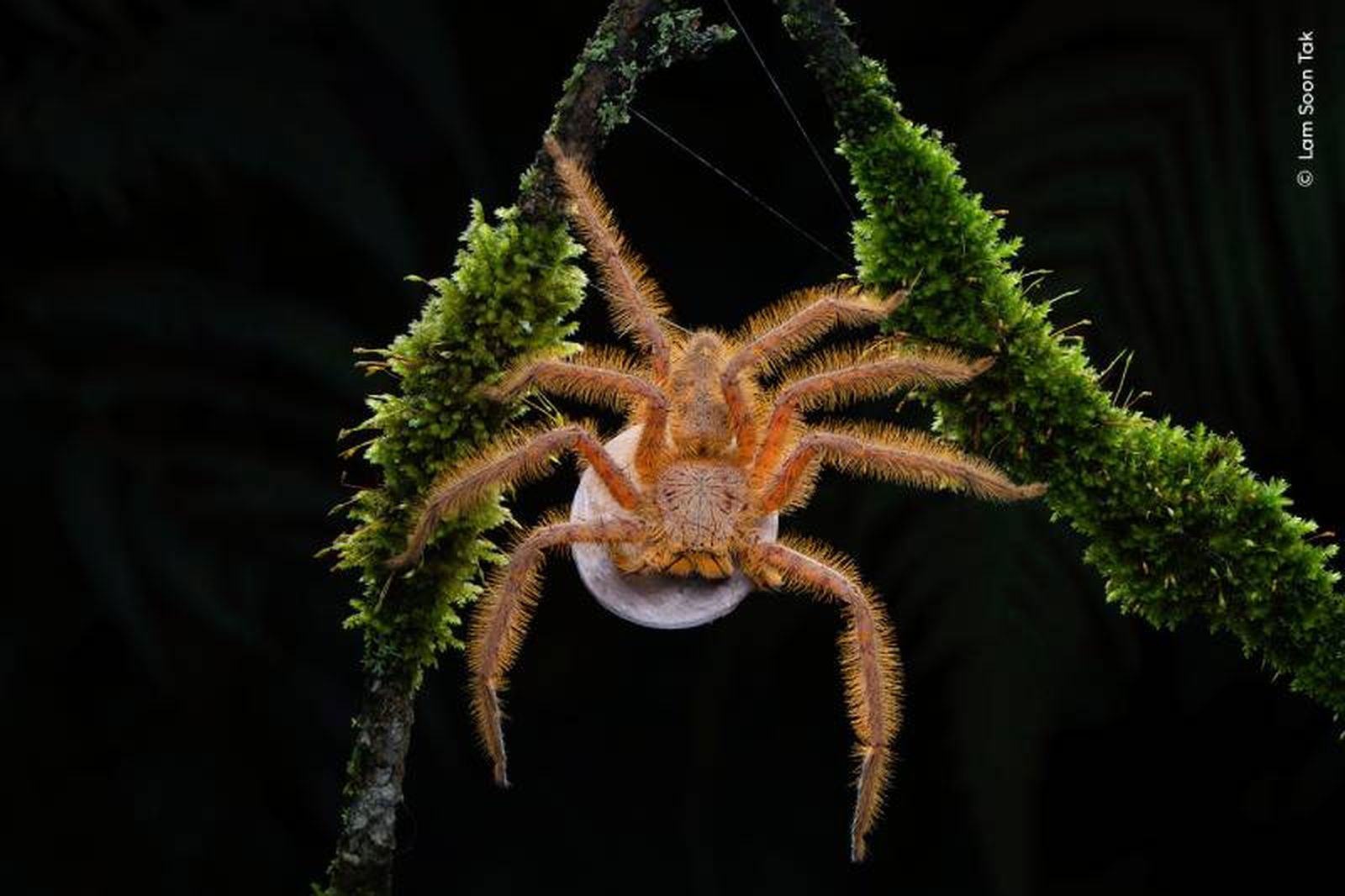 Ziggy Spider. Ziggy Spider.