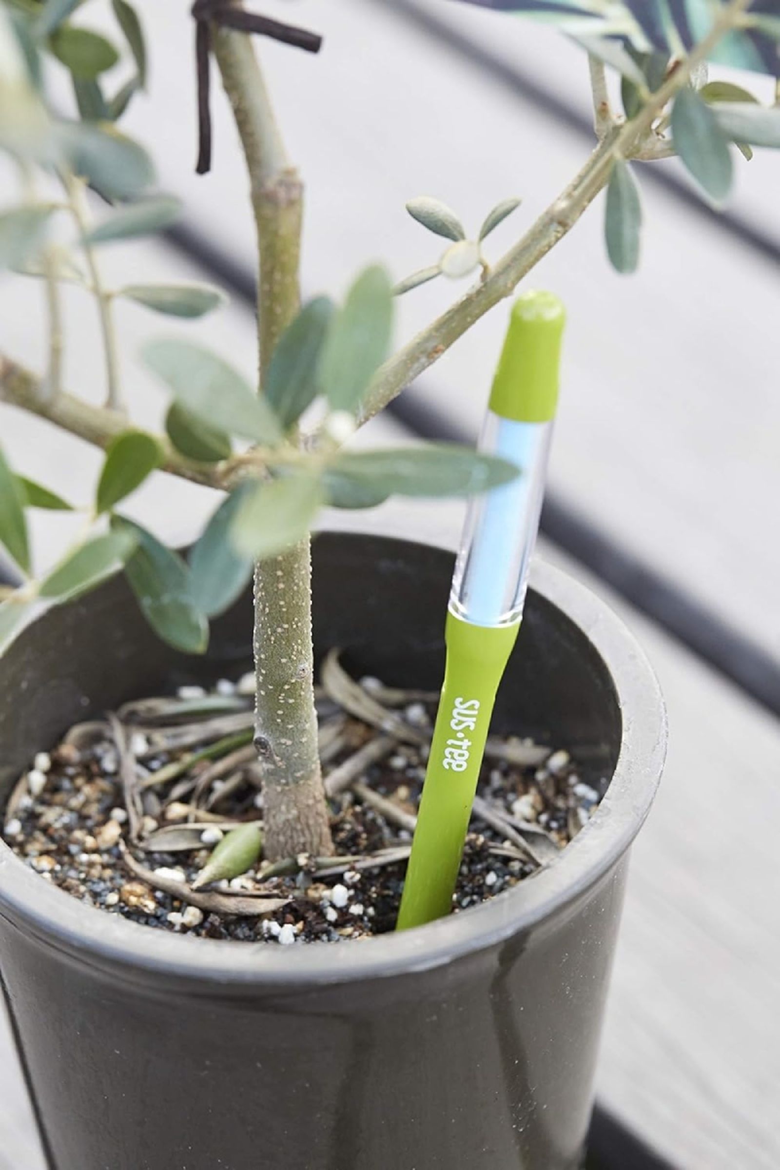 Planta con avisador de riego SUStee.