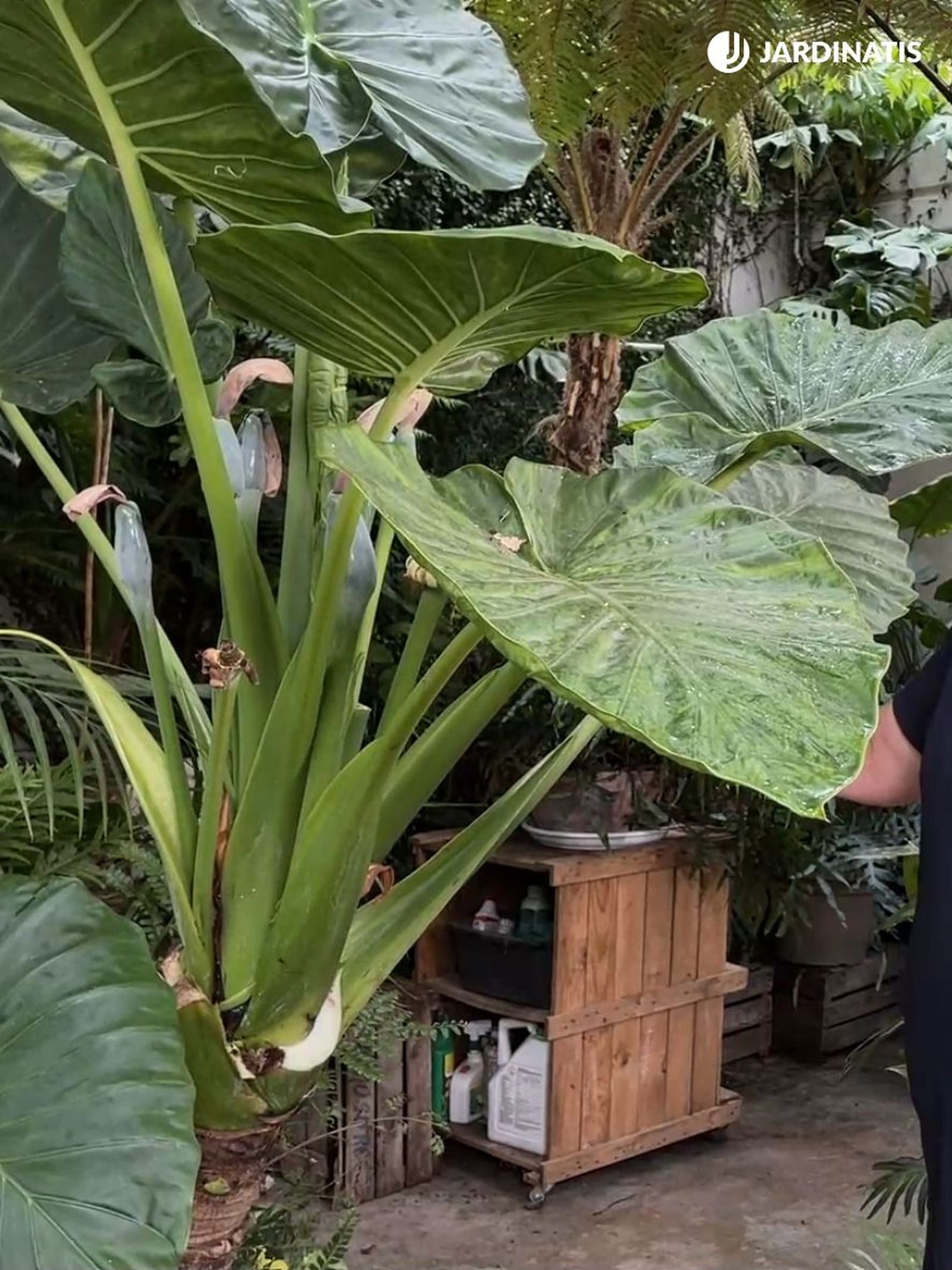 Alocasia macrorrhiza planta para casas grandes
