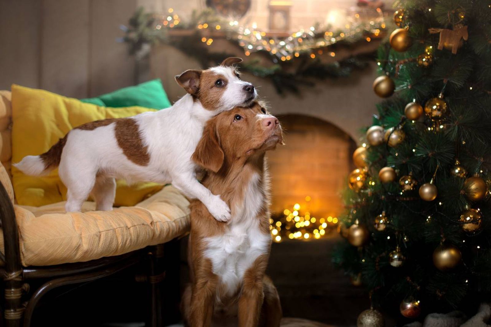 Es importante saber el carácter de los perros que se van a juntar en Navidad.