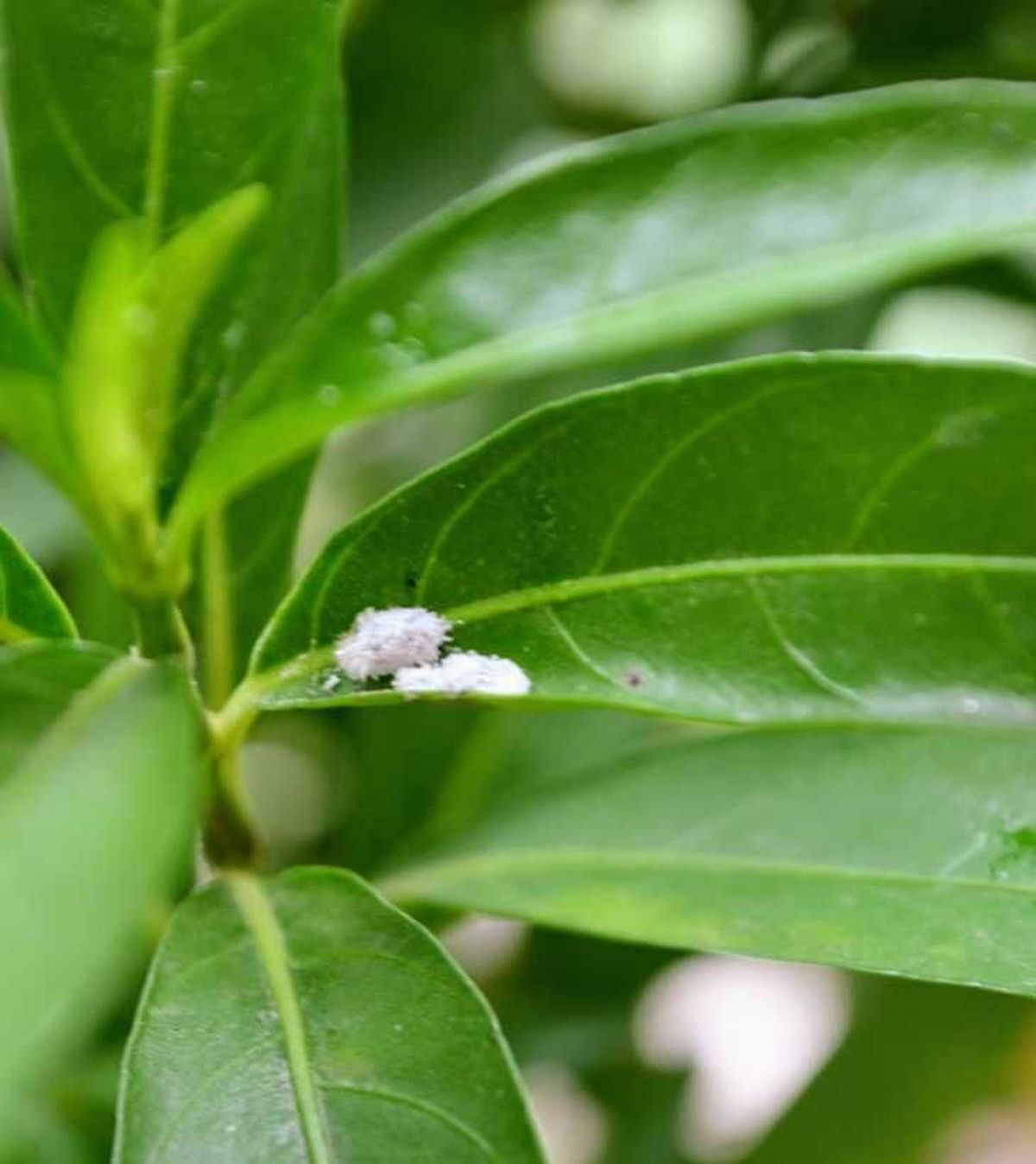plaga cochinilla en hojas citrico