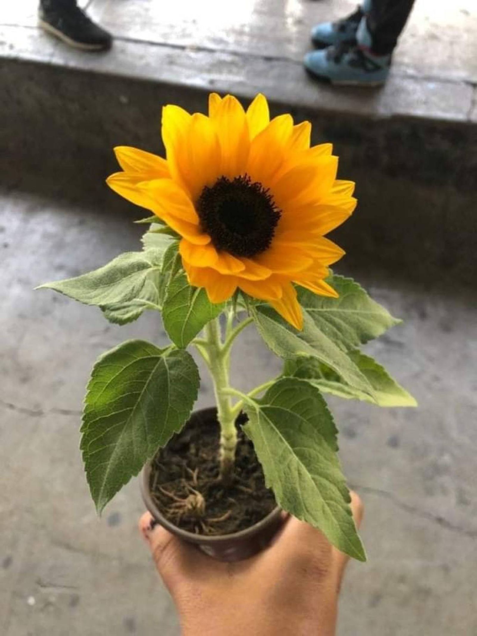 Girasol pequeño en maceta. Girasol pequeño en maceta.
