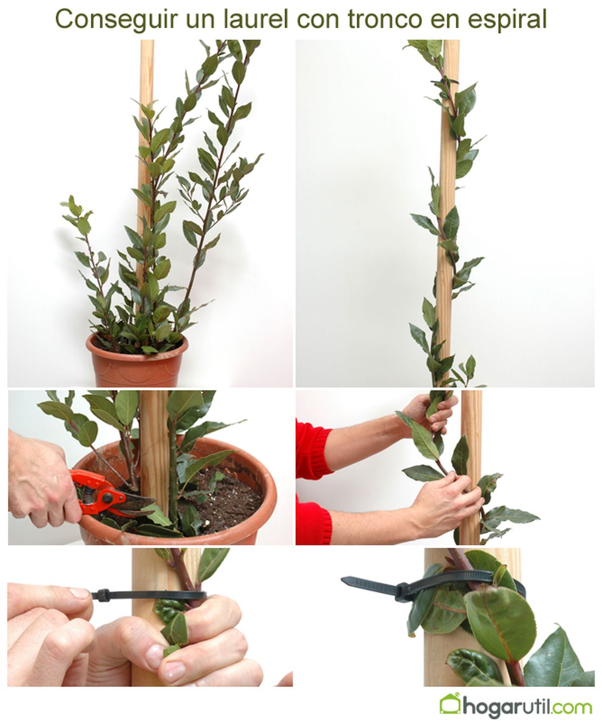 Cómo conseguir que el laurel tenga el tronco en espiral pasos