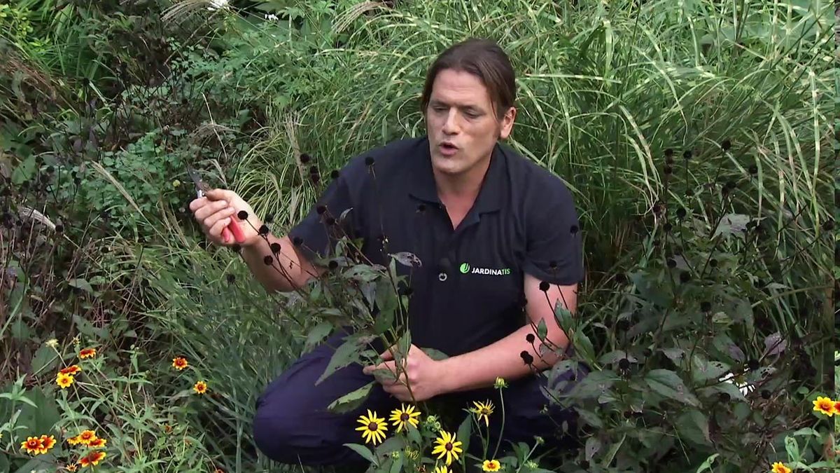 deco 754 jardin Miscanthus zebrinus rudbeckias semillando