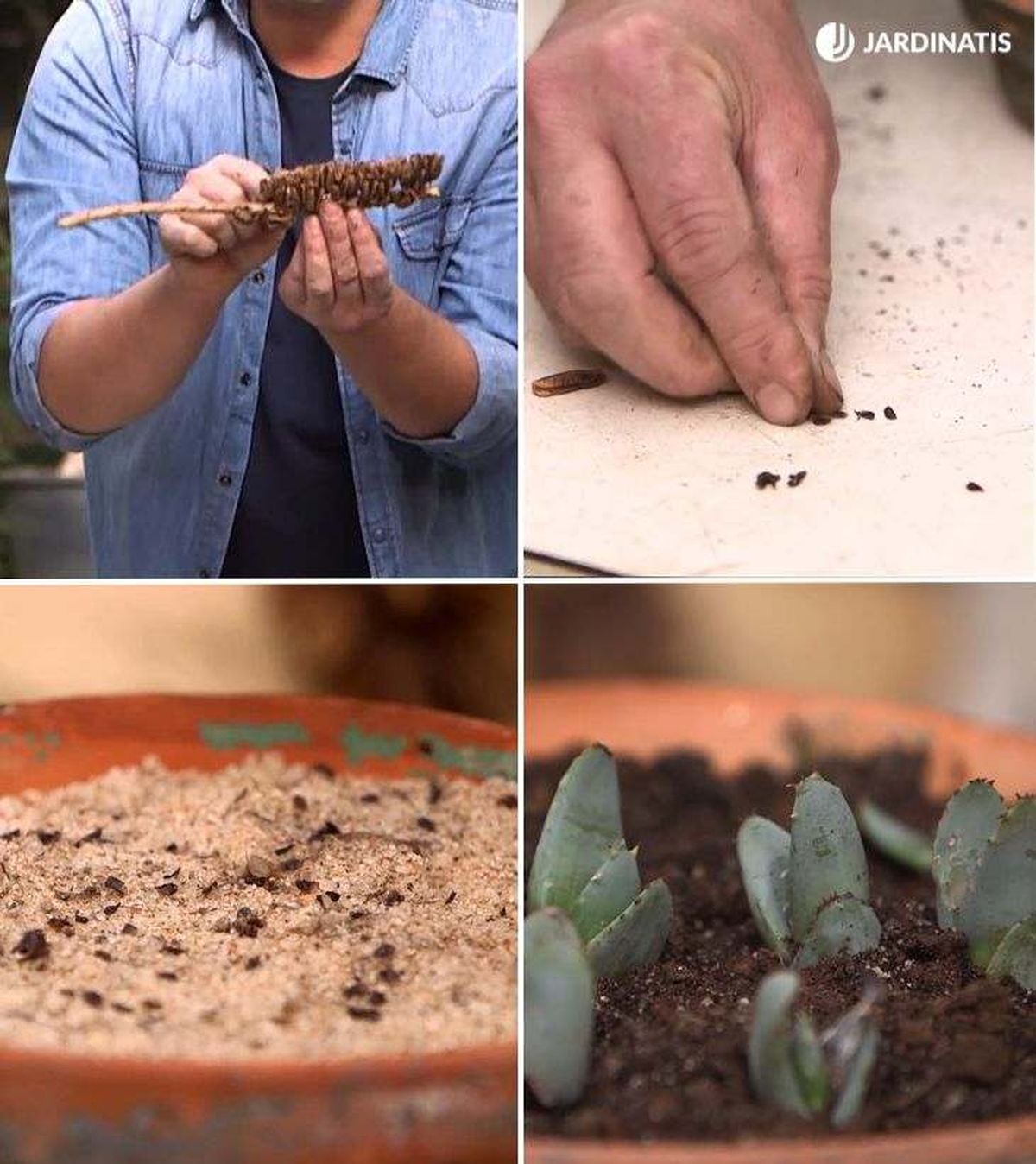 reproducir aloe vera semillas brico 977