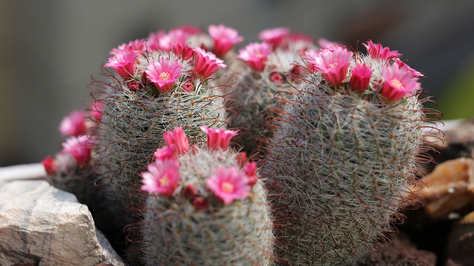 cactus mamilaria planta escritorio de la oficina cactus mamilaria planta escritorio de la oficina