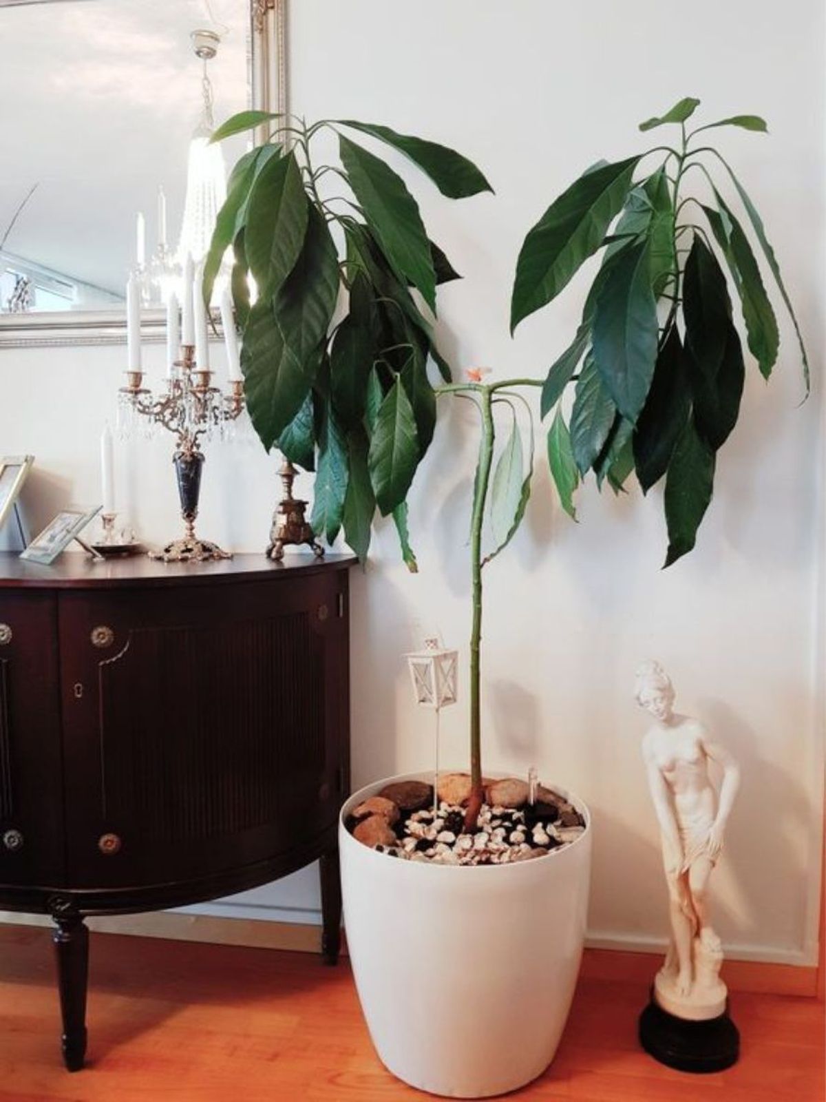 arbol aguacete pinterest