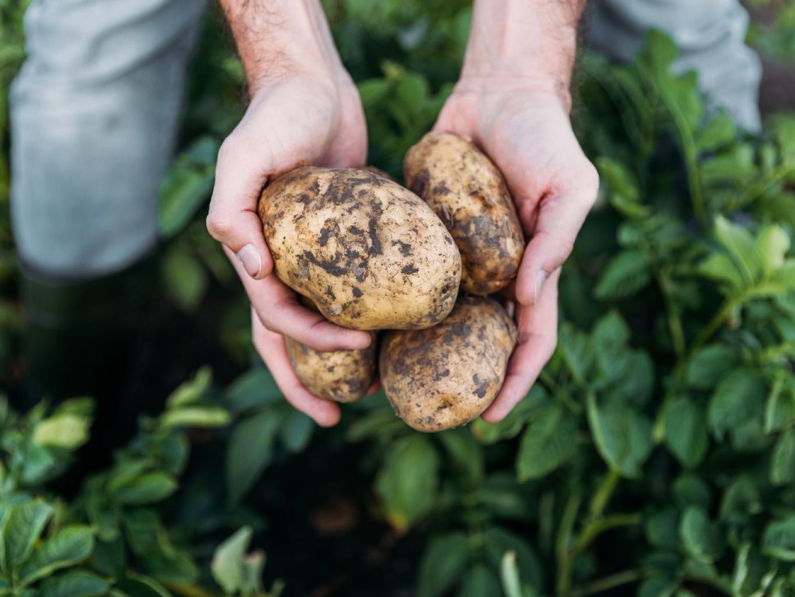 Patatas cultivadas en suelo mejorado con abono verde: más salud para la tierra y el tubérculo.