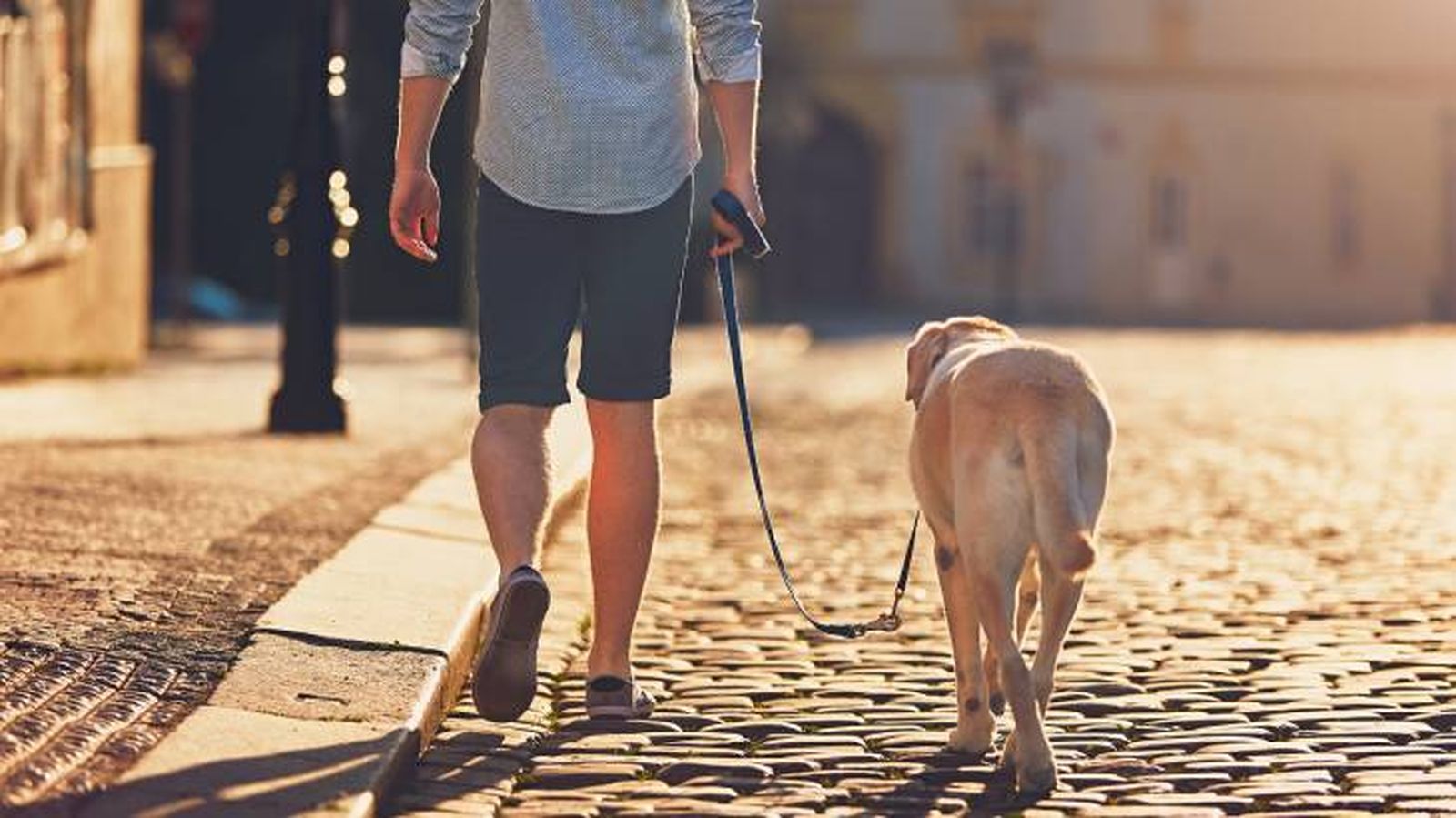 ciudad dogfriendly espana premios ciudad dogfriendly espana premios