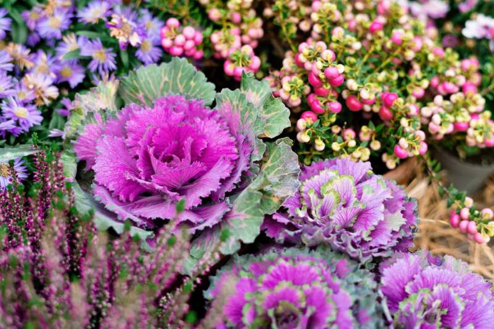 Brassica oleracea Brassica oleracea
