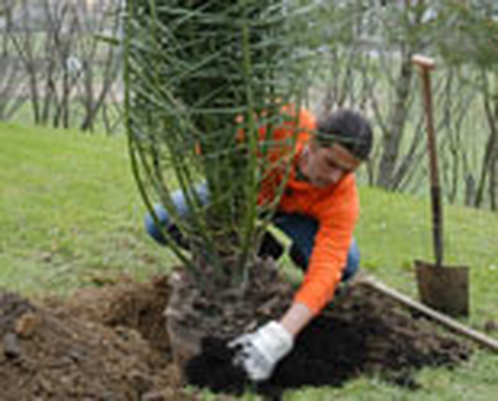 325 plant plam p07 325 plant plam p07