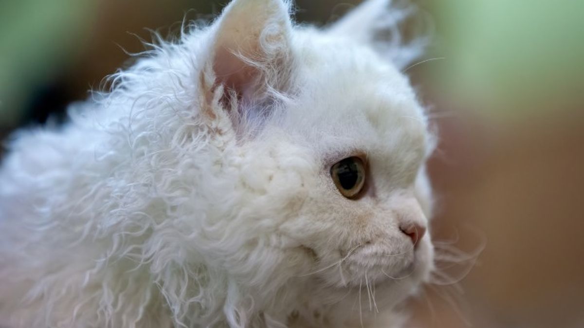 razas de gatos blancos selkirk rex