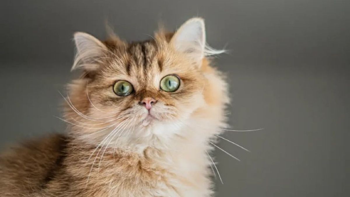 causas por las que un gato babea 3