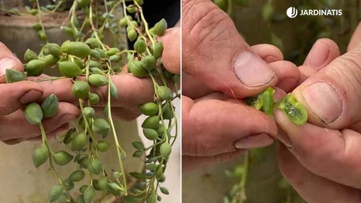 hojas del senecio herreianus jardinatis