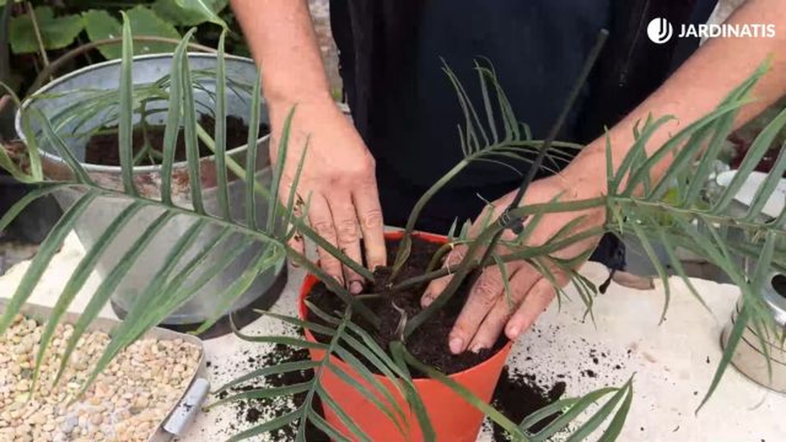 plantar philodendron tortum en un nuevo tiesto jardinatis 23 41 plantar philodendron tortum en un nuevo tiesto jardinatis 23 41