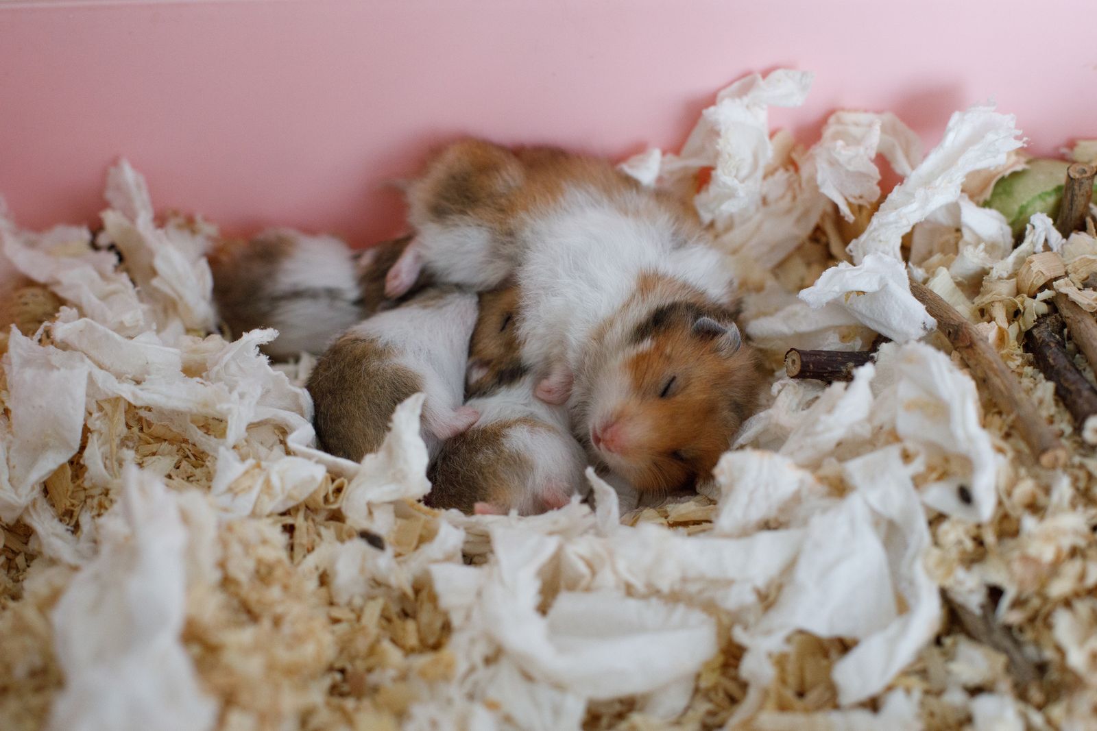 En general los animales pequeños viven menos y los grandes más