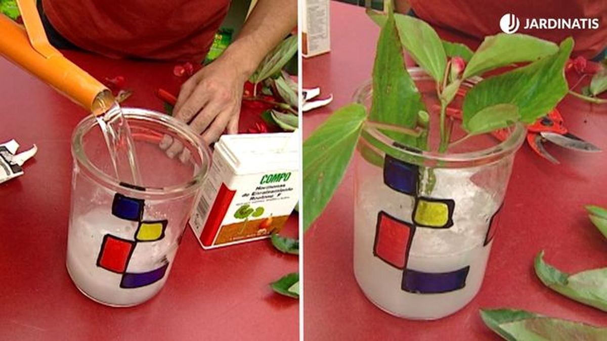 hormona enraizamiento begonias esquejes tallo brico 385