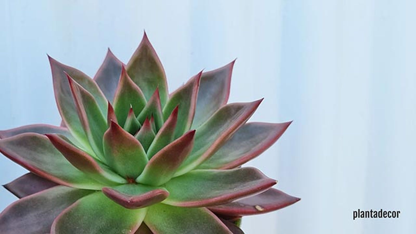 echeveria antares plantadecor jardinatis echeveria antares plantadecor jardinatis