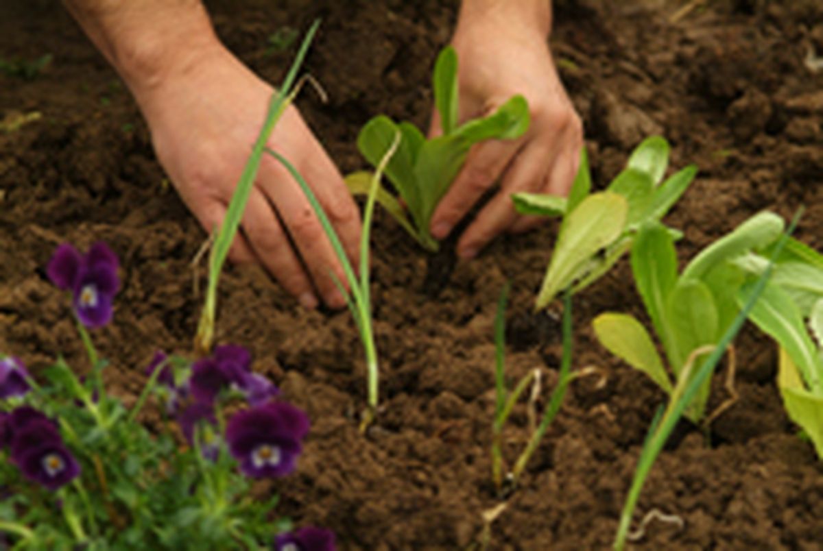 Huerta ornamental para otoño paso 3