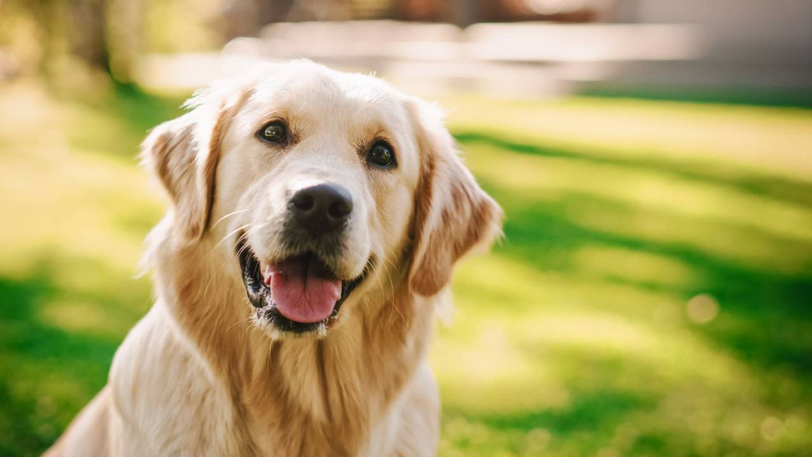 los perros tienen sentimientos (2)