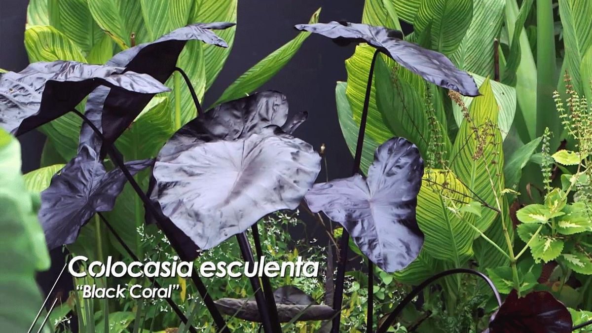 brico 1008 colocasia esculenta black coral