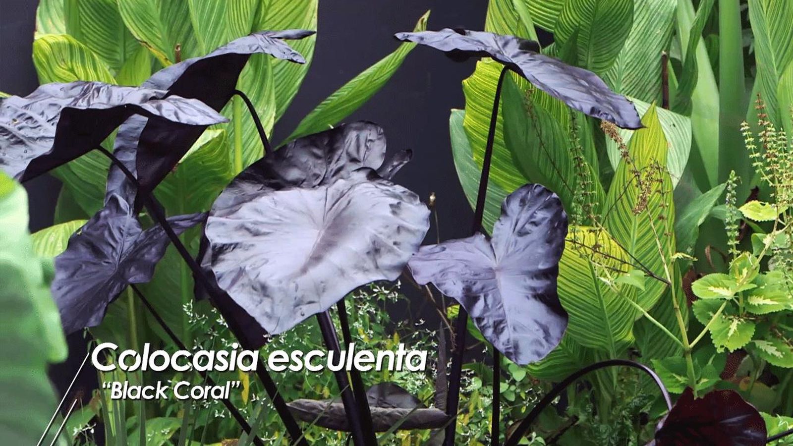 brico 1008 colocasia esculenta black coral brico 1008 colocasia esculenta black coral