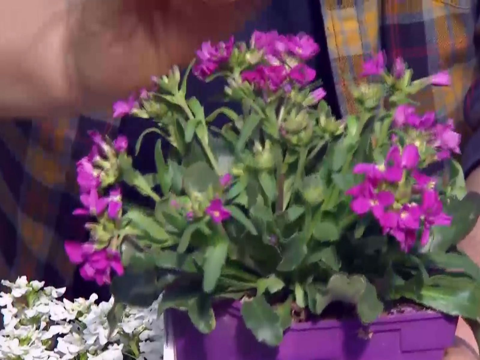 Planta arabis de flor fucsia. Planta arabis de flor fucsia.