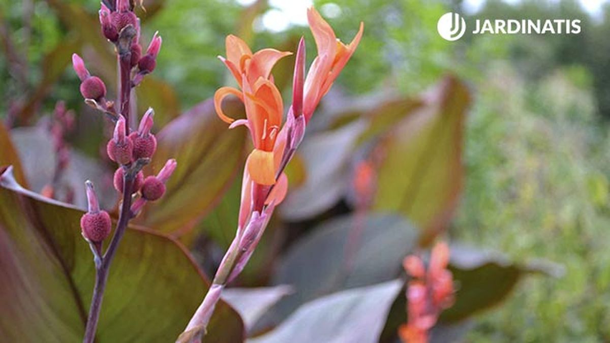 Las cannas indicas 2