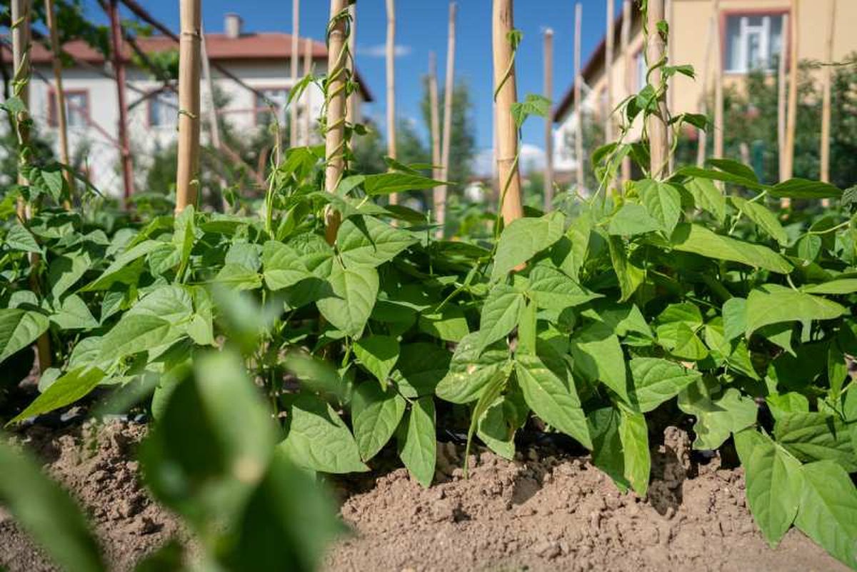 Necesitan un lugar luminoso para poder crecer.