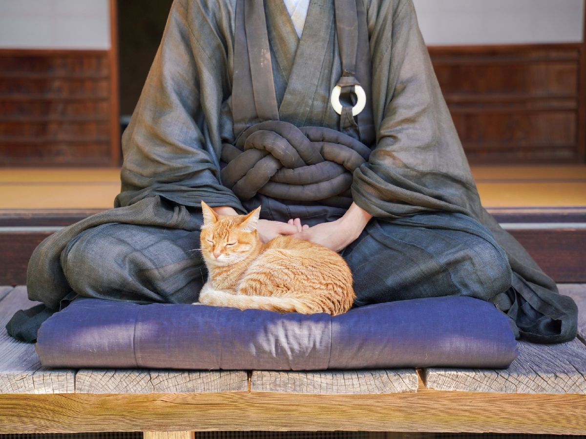 A la hora de elegir el nombre de tu minino, piensa antes en el carácter que tiene