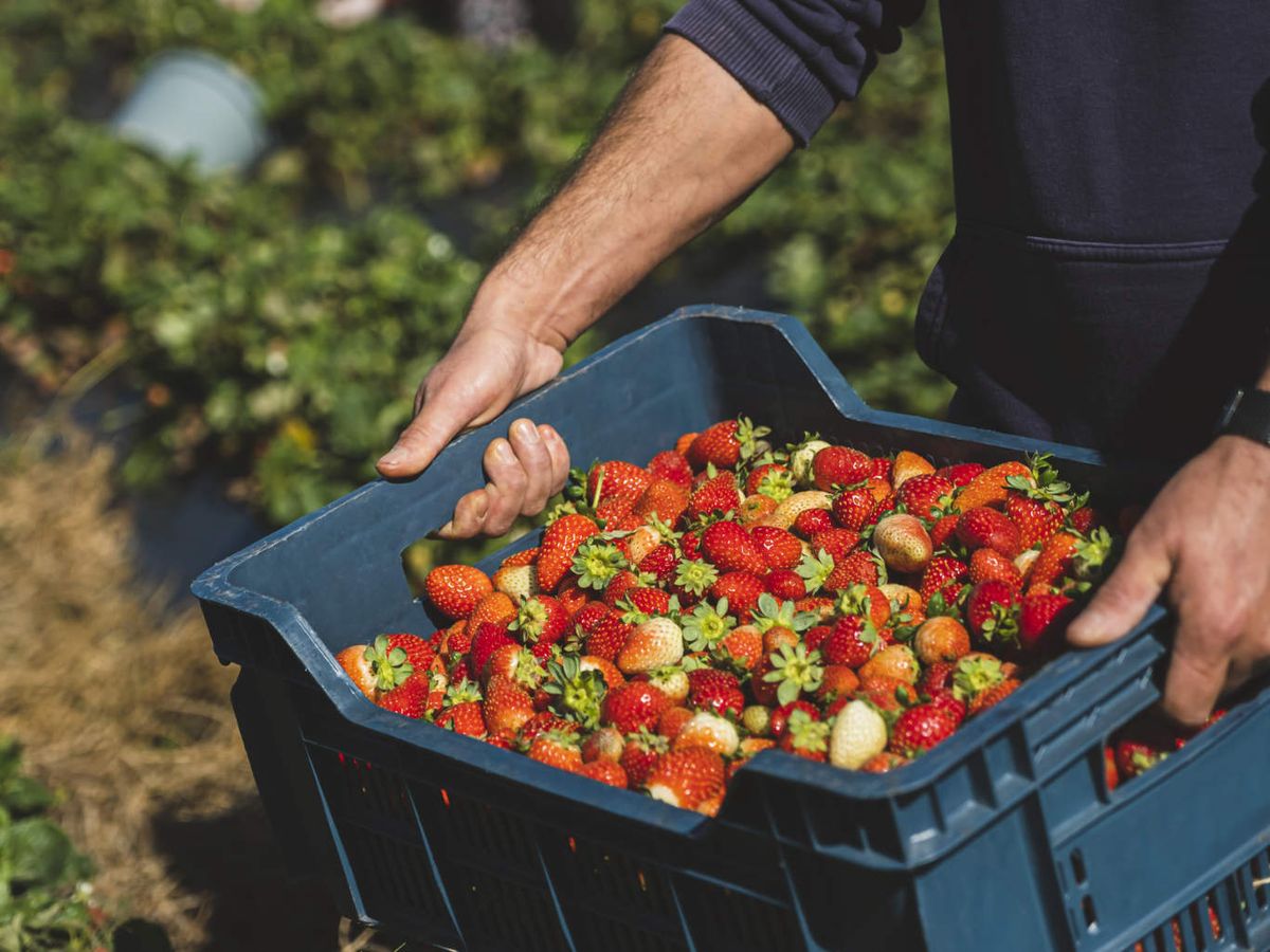 Las fresas son la fruta de primavera por excelencia, dulces y jugosas